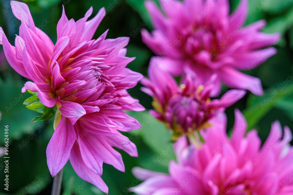 DAhlienblüte im Münsterland