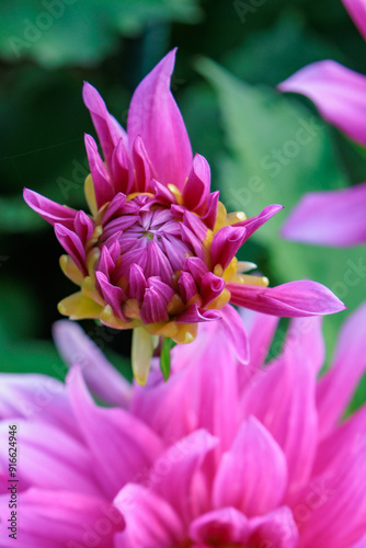 DAhlienblüte im Münsterland