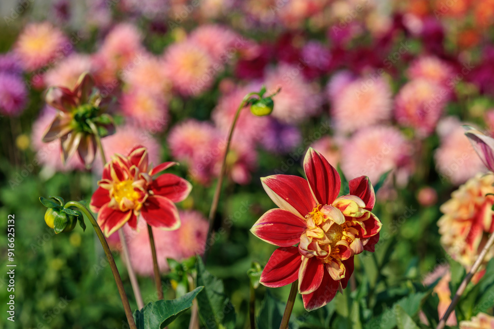 DAhlienblüte im Münsterland DAhlienblüte im Münsterland