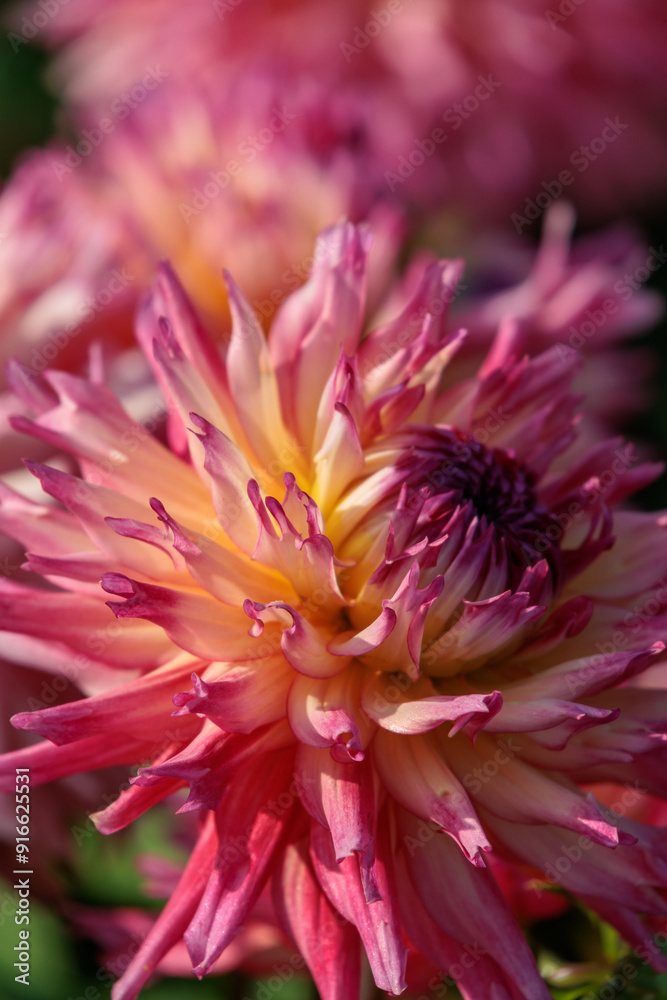 DAhlienblüte im Münsterland