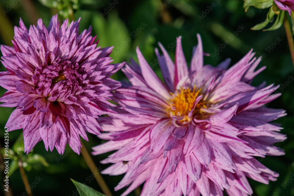 DAhlienblüte im Münsterland DAhlienblüte im Münsterland