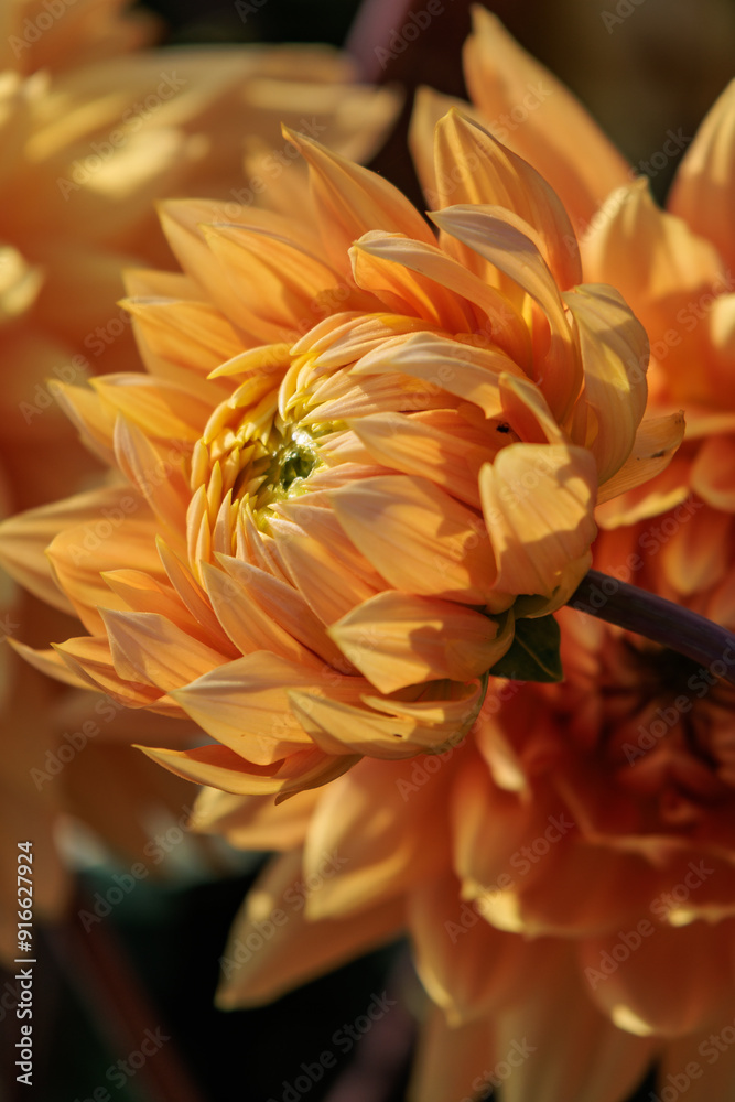 Fototapeta premium DAhlienblüte im Münsterland