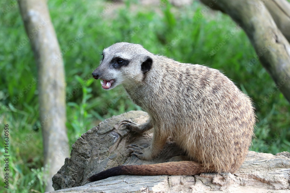 Obraz premium A vigilant meerkat guards its surroundings