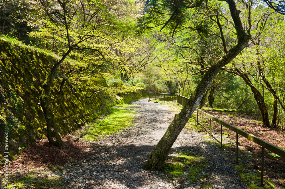 Hakone Nature trail around Lake Ashi in Hakone town, Kanagawa prefecture, Kanto, Japan. Hakone Nature trail around Lake Ashi in Hakone town, Kanagawa prefecture, Kanto, Japan.