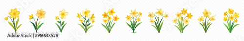 Daffodil flower, Bouquet of yellow daffodils flowers isolated on transparent background. Daffodil flower in different positions set 