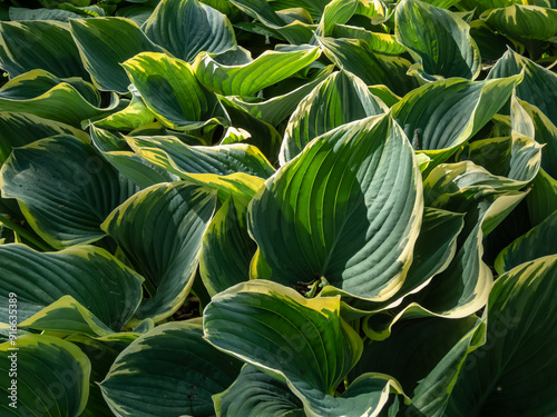 Plantain lily (Hosta fluctuans) 'Sagae' with large, thick, wavy, widely oval, frosted blue-green leaves turning gray-green with irregular margins