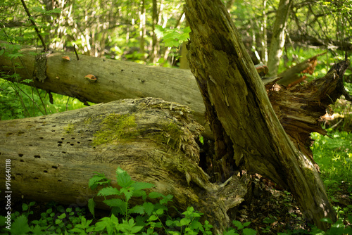 A dry tree in the forest. A rotted log. An old trunk.