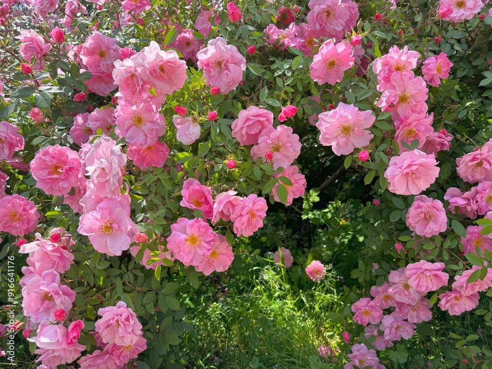 Vigorous rose rambling bush with pink flowers Vigorous rose rambling bush with pink flowers