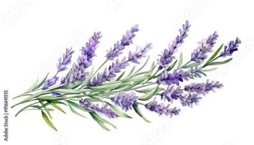 Fototapeta Naklejka Na Ścianę i Meble -  lavender flowers watercolor isolated on transparent background cutout