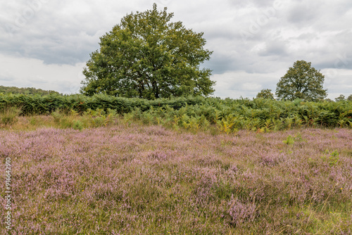 sommer im holländischen Achterhoek photo