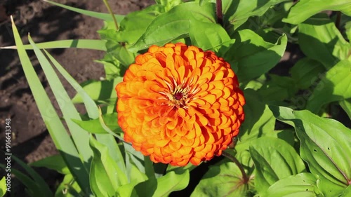 Orange beautiful bud large zinnia flower blooming in summer. photo