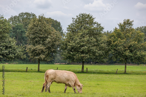 sommer im holländischen Achterhoek photo