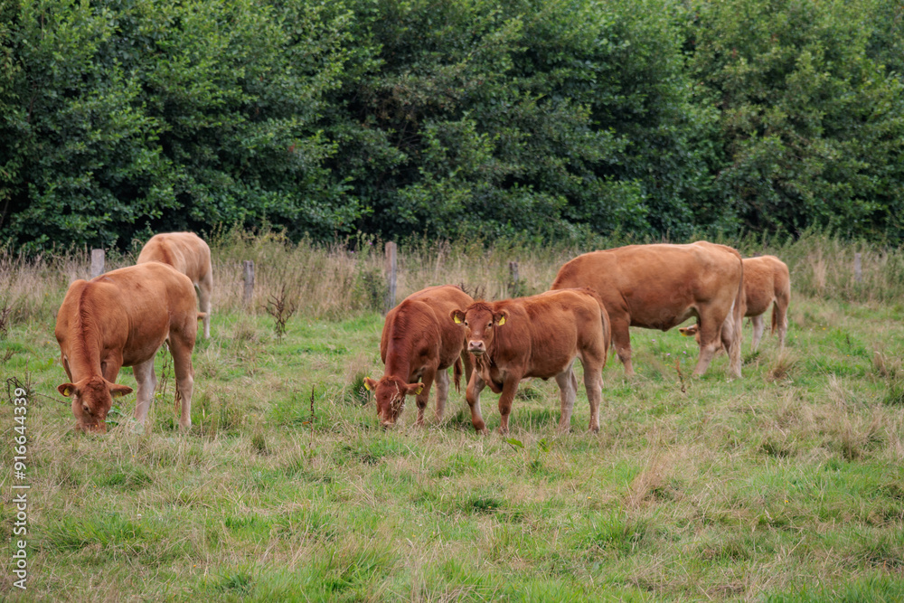 sommer im holländischen Achterhoek sommer im holländischen Achterhoek