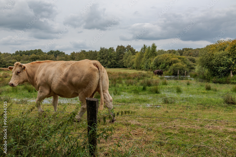 sommer im holländischen Achterhoek sommer im holländischen Achterhoek