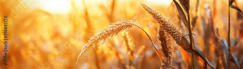 Golden wheat fields basking...
