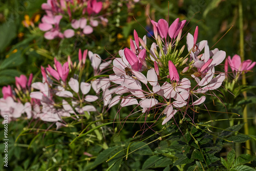 Cleome blooms in the garden. Cleome (lat. Cleome) is a genus of annual or biennial plants of the Cleomaceae family. photo