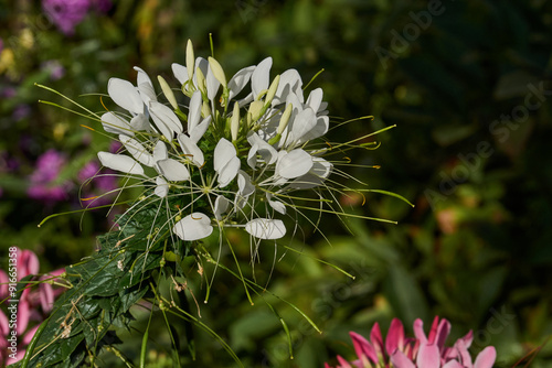 Cleome blooms in the garden. Cleome (lat. Cleome) is a genus of annual or biennial plants of the Cleomaceae family. photo