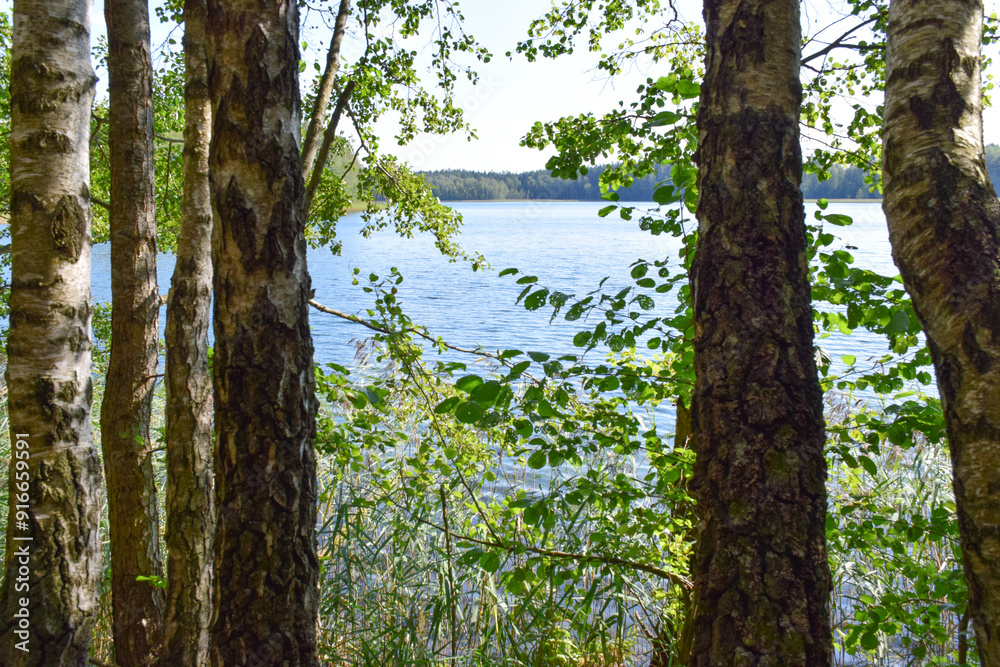 Fototapeta premium tree in the forest