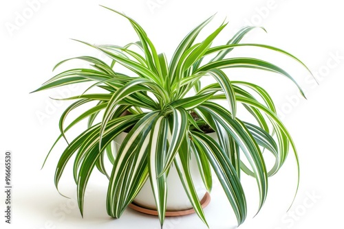 Green spider plant in white pot isolated on white background. photo