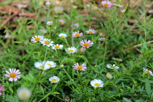 Gänseblümchen auf der Wiese im grünen Gras