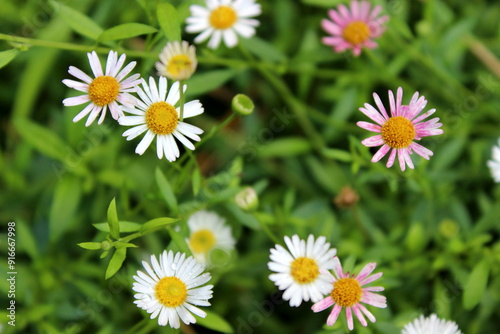 Gänseblümchen auf der Wiese im grünen Gras photo