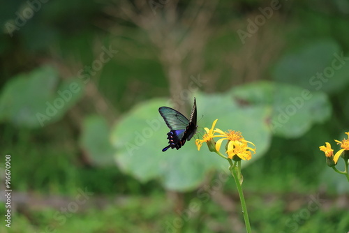 There is a Papilio dehaanii mountain Fuji side in Japan. photo