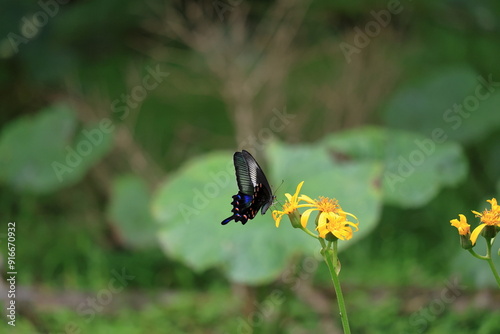 There is a Papilio dehaanii mountain Fuji side in Japan. photo
