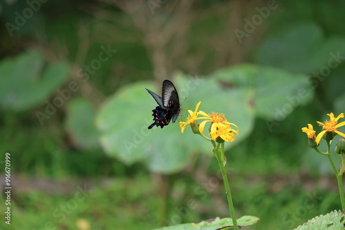 There is a Papilio dehaanii mountain Fuji side in Japan. photo