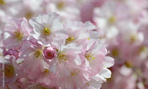 Die Schönheit der Kirschlüte