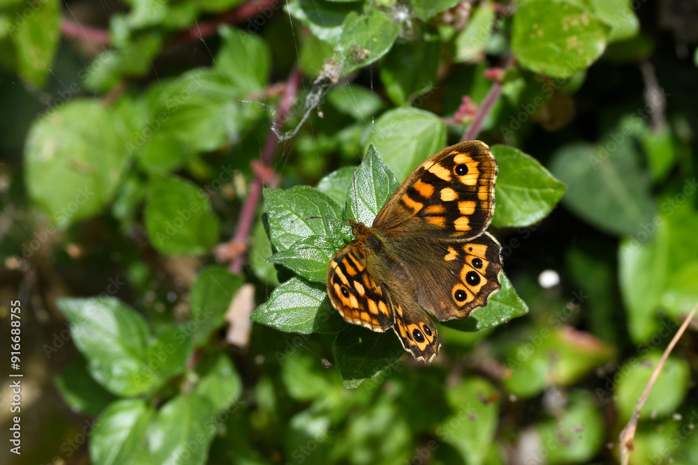 Waldbrettspiel // Speckled wood (Pararge aegeria) - Andros, Greece Waldbrettspiel // Speckled wood (Pararge aegeria) - Andros, Greece