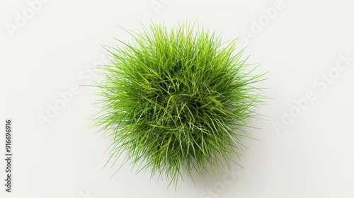 tussock of grass, isolated on white background