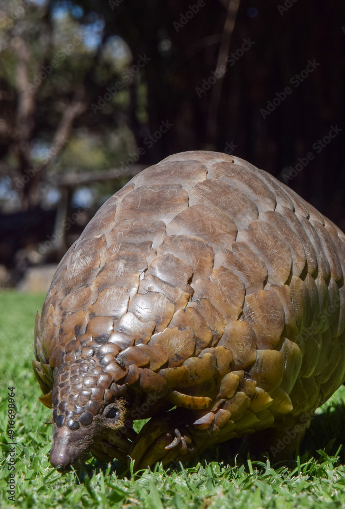 A Cape pangolin, also known as Temminck's pangolin (Latin: Smutsia temminckii), in a wildlife sanctuary in Zimbabwe. A Cape pangolin, also known as Temminck's pangolin (Latin: Smutsia temminckii), in a wildlife sanctuary in Zimbabwe.