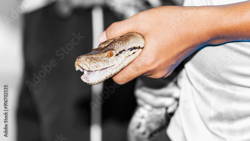 Fényképezés Portrait of giant python captured using hand a big constrictor snake and strong
