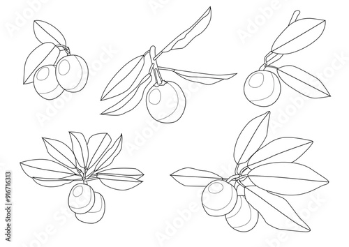 Line sapodilla fruit fresh and leaf isolated on white background illustration vector 
