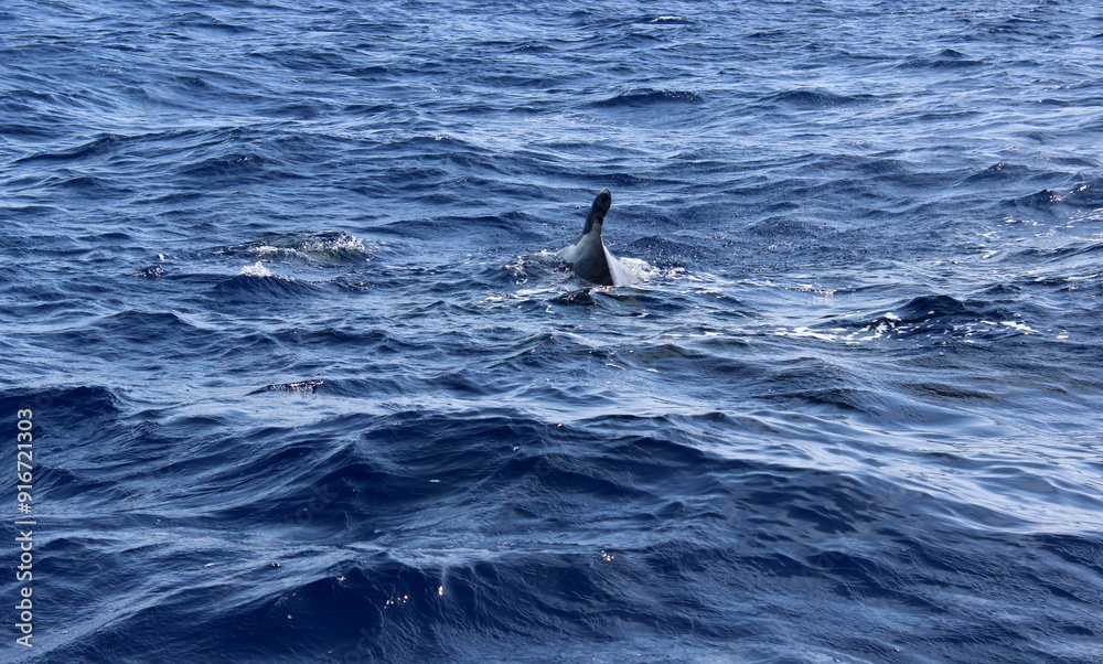 Fototapeta premium Grindwal, Pilotwal,Wale im Meer, Hintergrund, Textur