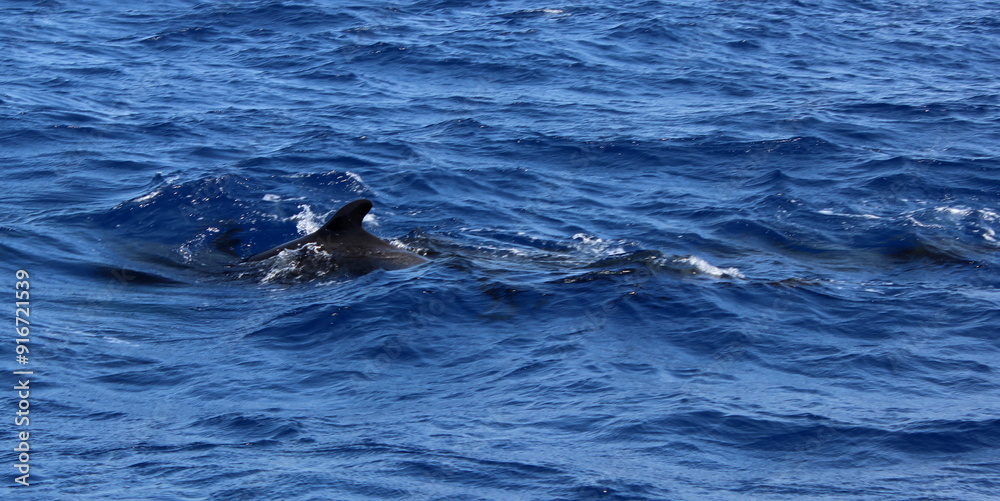 Obraz premium Grindwal, Pilotwal,Wale im Meer, Hintergrund, Textur