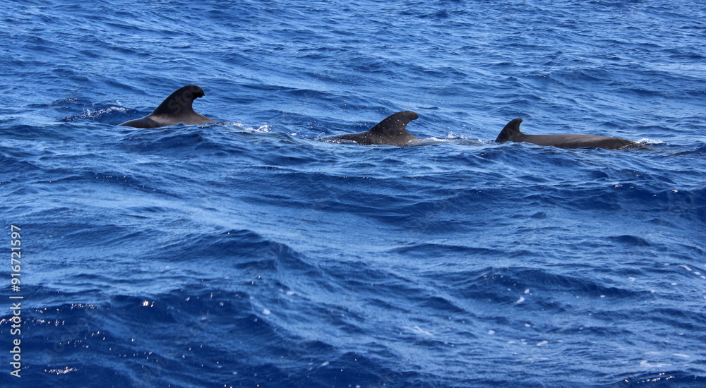 Fototapeta premium Grindwal, Pilotwal,Wale im Meer, Hintergrund, Textur