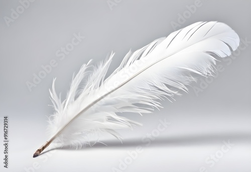 feather isolated on white