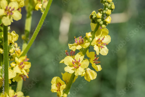 Inflorescence of the black mullein (Verbascum nigrum). Yellow blossoms and red stamens. photo