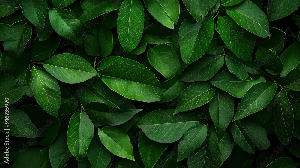 Green, Lush And Vibrant Green, Lush And Vibrant