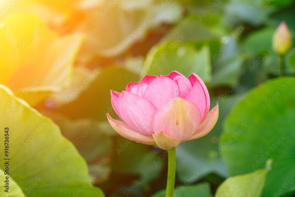 A pink lotus flower sways in the wind, Nelumbo nucifera. Against the background of their green leaves. Lotus field on the lake in natural environment. A pink lotus flower sways in the wind, Nelumbo nucifera. Against the background of their green leaves. Lotus field on the lake in natural environment.