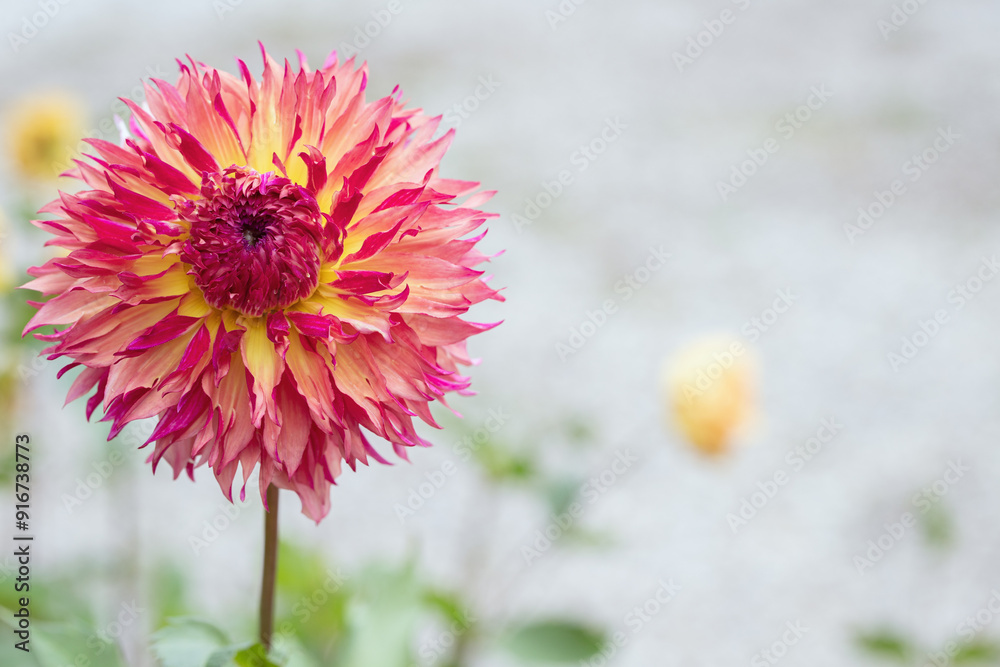 Fototapeta premium Fimbriated dahlia (split ray florets). Copyspace.