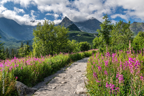 Fototapeta Naklejka Na Ścianę i Meble -  Gasienicowa Valley's Colorful Summer Flowers and Tatra Mountains