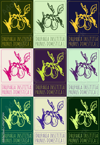 Set of vector drawing DRUPARIA INSITITIA  in various colors. Hand drawn illustration. Latin name is PRUNUS DOMESTICA L.
