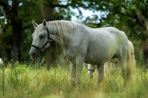 Majestic Lipizzan Horses Grazing in the Pastures of Lipica, Sloveni