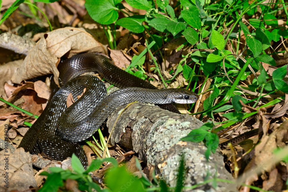 Naklejka premium grey-black Aesculapian snake // grau-schwarze Äskulapnatter (Zamenis longissimus) - Ropotamo National Park, Bulgaria