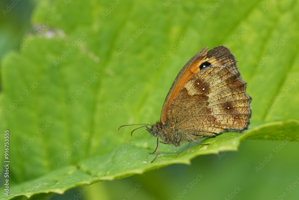 Fototapeta premium Closeup on the European Gatekeeper or hedge brown butterfly, Pyronia tithonus with closed wings on a leaf