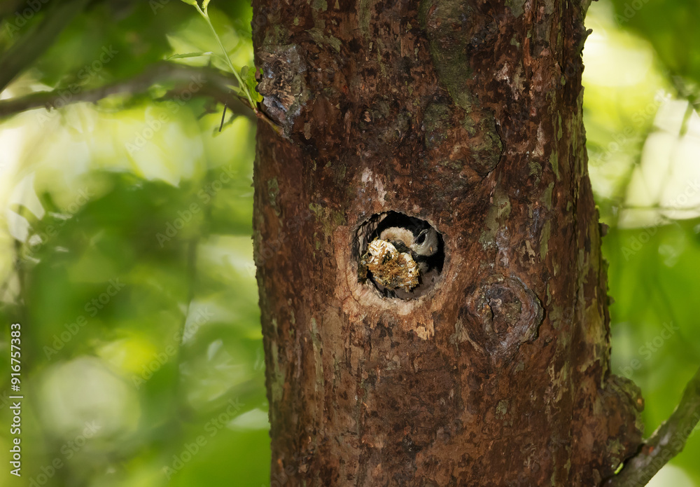 Close-up of a male great spotted woodpecker cleaning nest Close-up of a male great spotted woodpecker cleaning nest