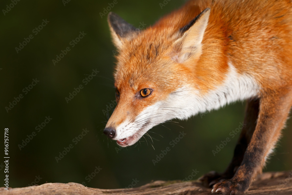 Fototapeta premium Portrait of a red fox standing on a tree in a forest
