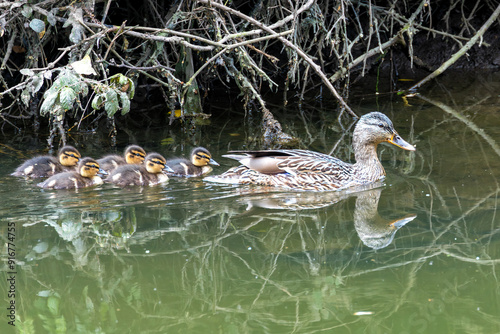 Female Mallard (Anas platyrhynchos) in Turvey Nature Reserve, Dublin, Ireland photo